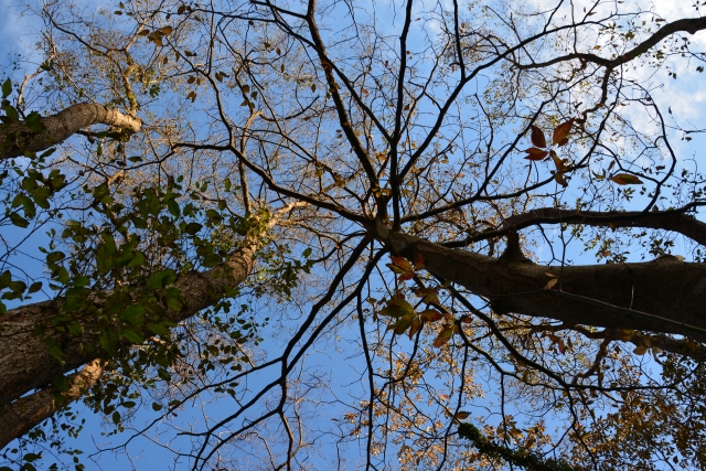 樹木が成長しすぎて 危険木になっている|高所伐採・特殊伐採・特殊造園